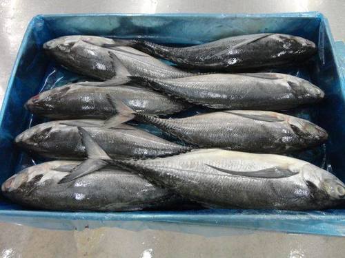 Horse Mackerel (1Box) 44lb